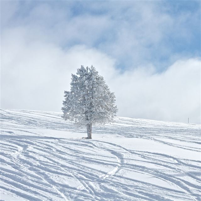 2048x2048 Nature Winter Snowy Tree In Field - field iPad Air Wallpaper