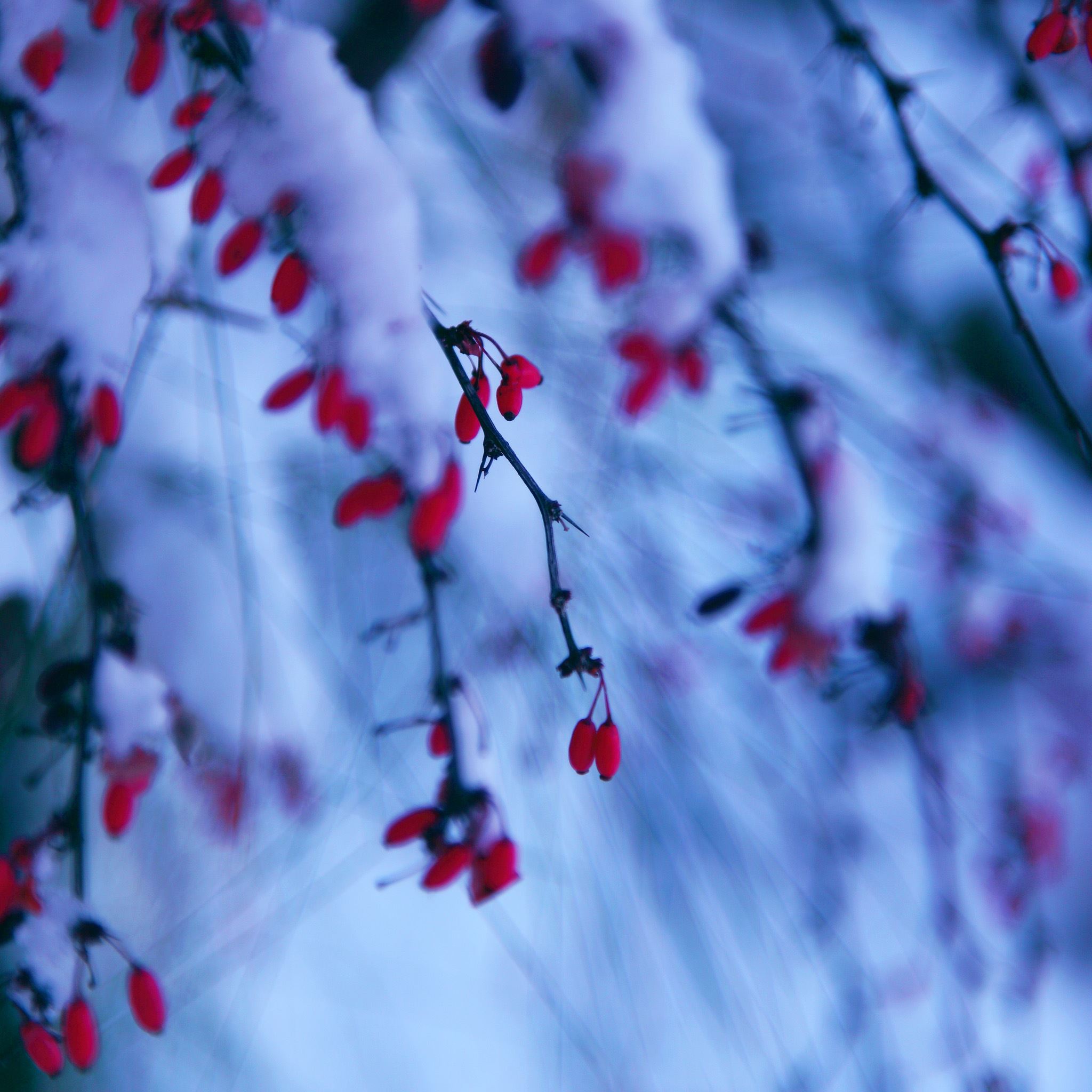 Winter Snowy Red Berries Branch iPad Air wallpaper 