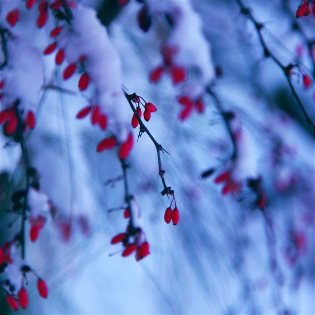 2048x2048 Winter Snowy Red Berries Branch - fruit iPad Air Wallpaper