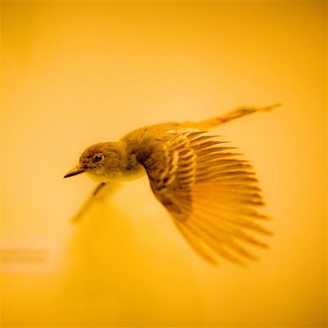 2048x2048 Hawk Bird Over Calm Water - water iPad Air Wallpaper