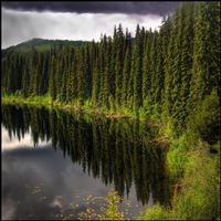 Nature Pine Forest Beside Lake wallpaper