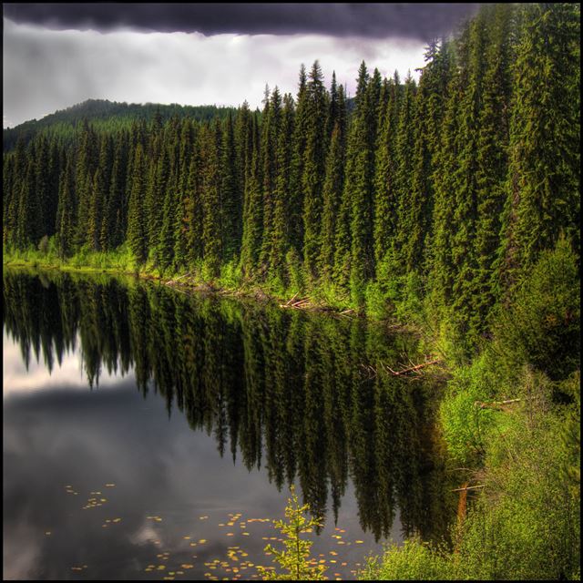 2048x2048 Nature Pine Forest Beside Lake - lake iPad Air Wallpaper