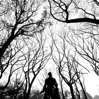 Grayscale Central Park Hawk Branches wallpaper