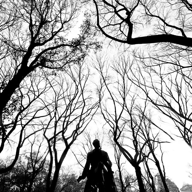 2048x2048 Grayscale Central Park Hawk Branches - central park iPad Air Wallpaper