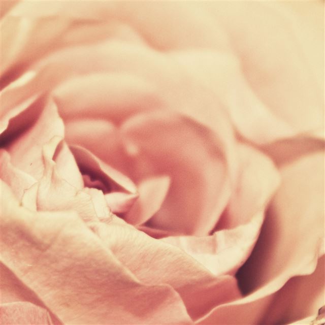 2048x2048 Silk Rose Close Up -  iPad Wallpaper