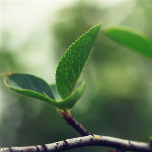 2048x2048 Soft Green Leaf Close Up - soft iPad Air Wallpaper