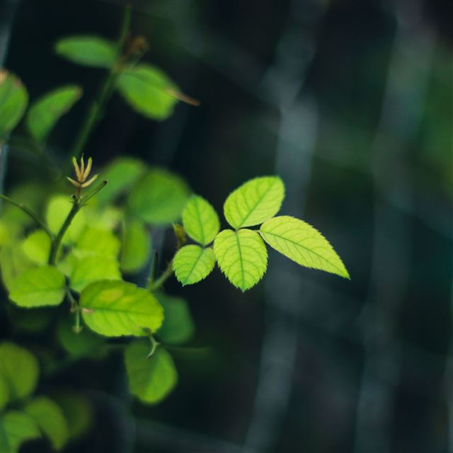 2048x2048 Green Leaves Close Up - fresh iPad Air Wallpaper