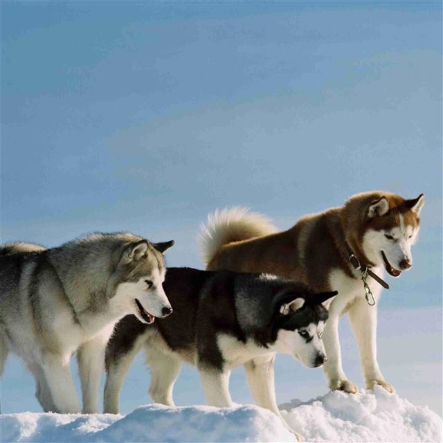 2048x2048 Snowy Mountain Hound Dogs Animal - white iPad Air Wallpaper