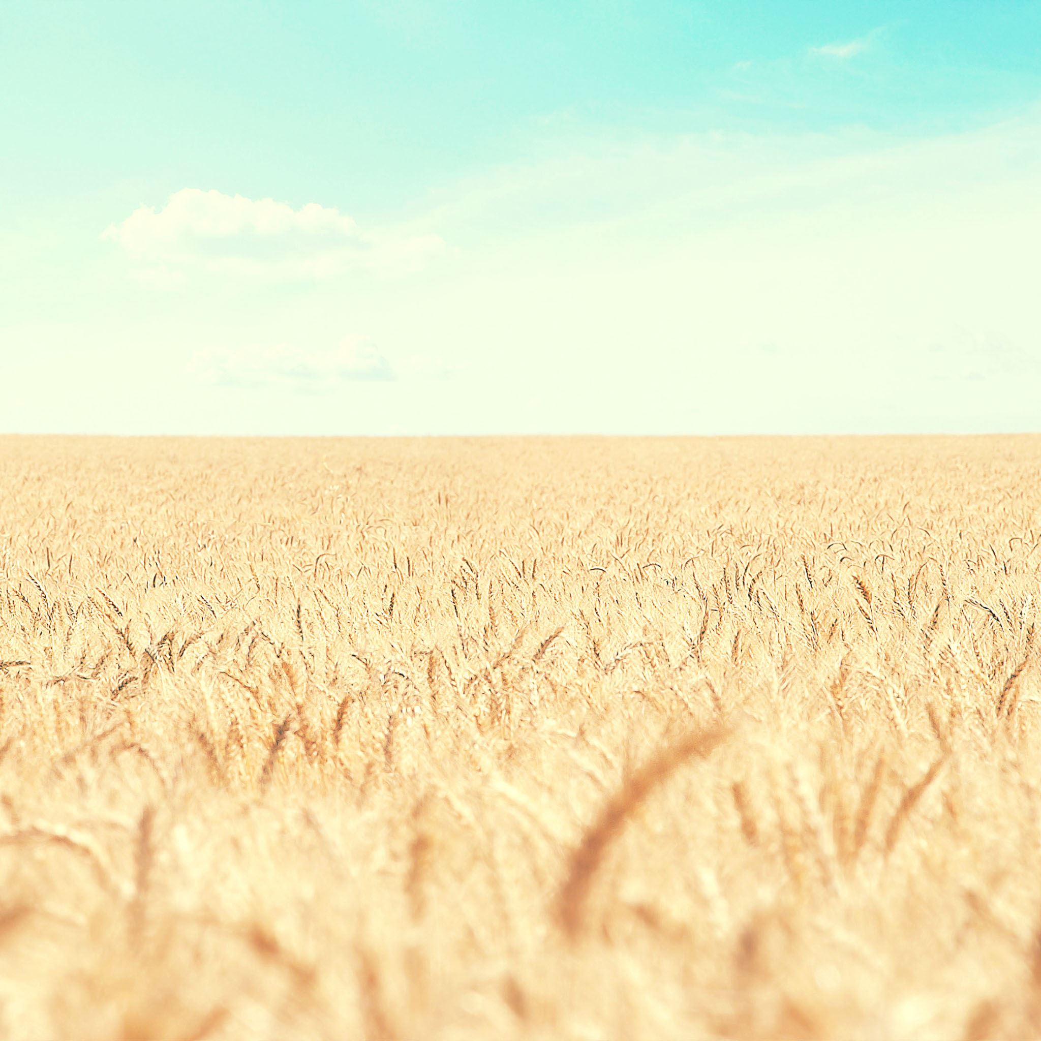 Pure-Nature-Wheat-Field-ipad-air-wallpap