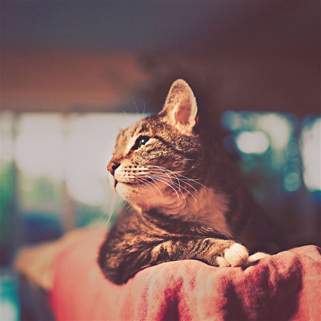 2048x2048 Dreamy Cat Warm Color - pet iPad Air Wallpaper