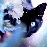 Mystery Black Cat Behind Shiny Flower wallpaper