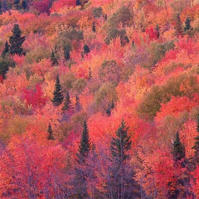 2048x2048 Nature Red Forest Tree Sea Scenery - scenery iPad Air Wallpaper
