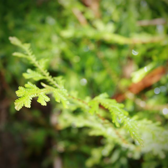 2048x2048 Green Fern Leaf Blur - bokeh iPad Air Wallpaper