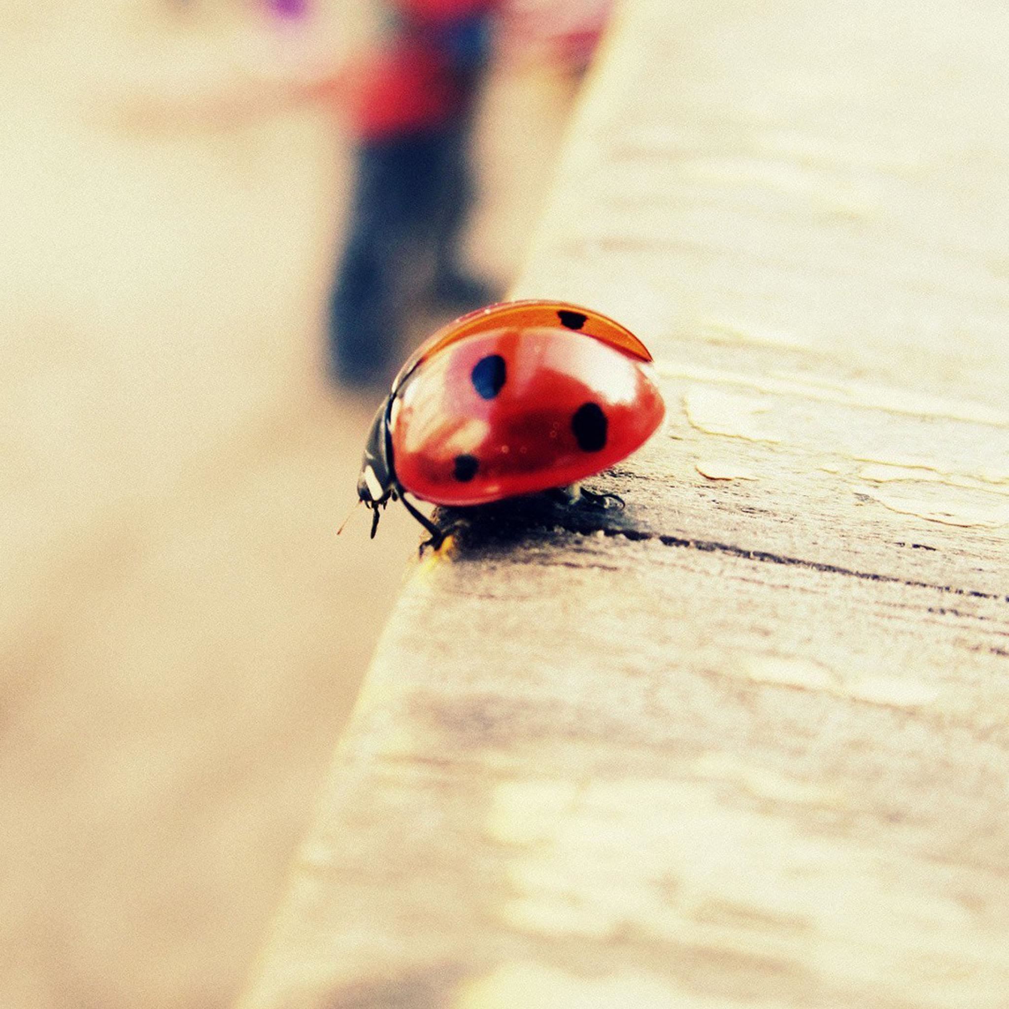 Pure Cute Ladybug Beside Wood iPad Air wallpaper 