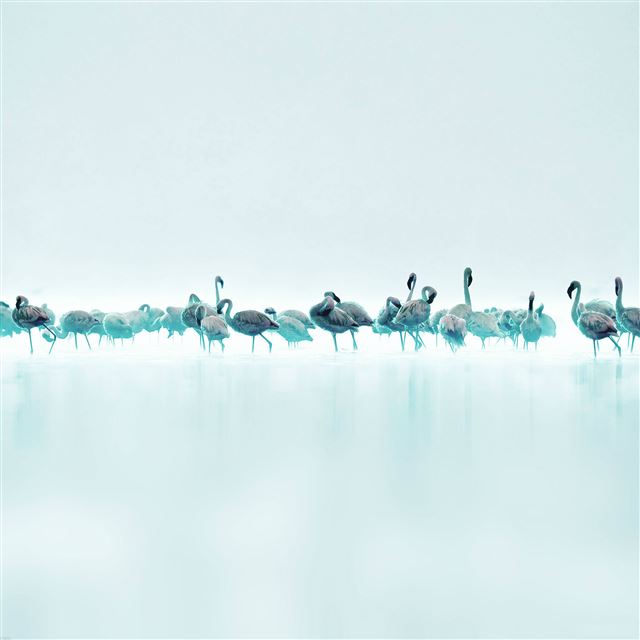 2048x2048 Nature Blue Peace Flamingo Bird - pure iPad Air Wallpaper