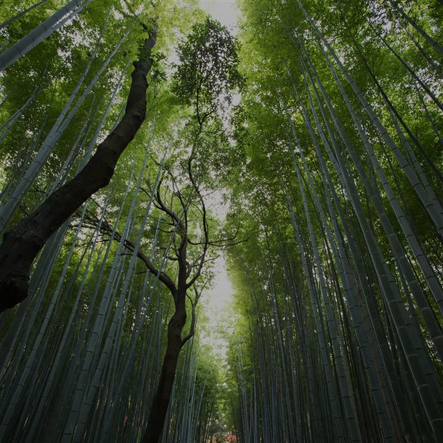 2048x2048 Bamboo Tree Walk Street Nature Mountain Air - sunshine iPad Air Wallpaper