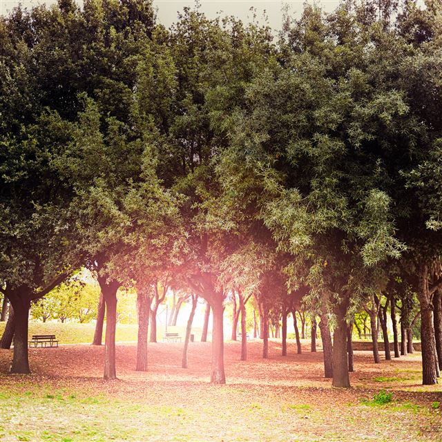 2048x2048 Tree Wood Grass Garden Sun Light Nature Park - sunlight iPad Air Wallpaper