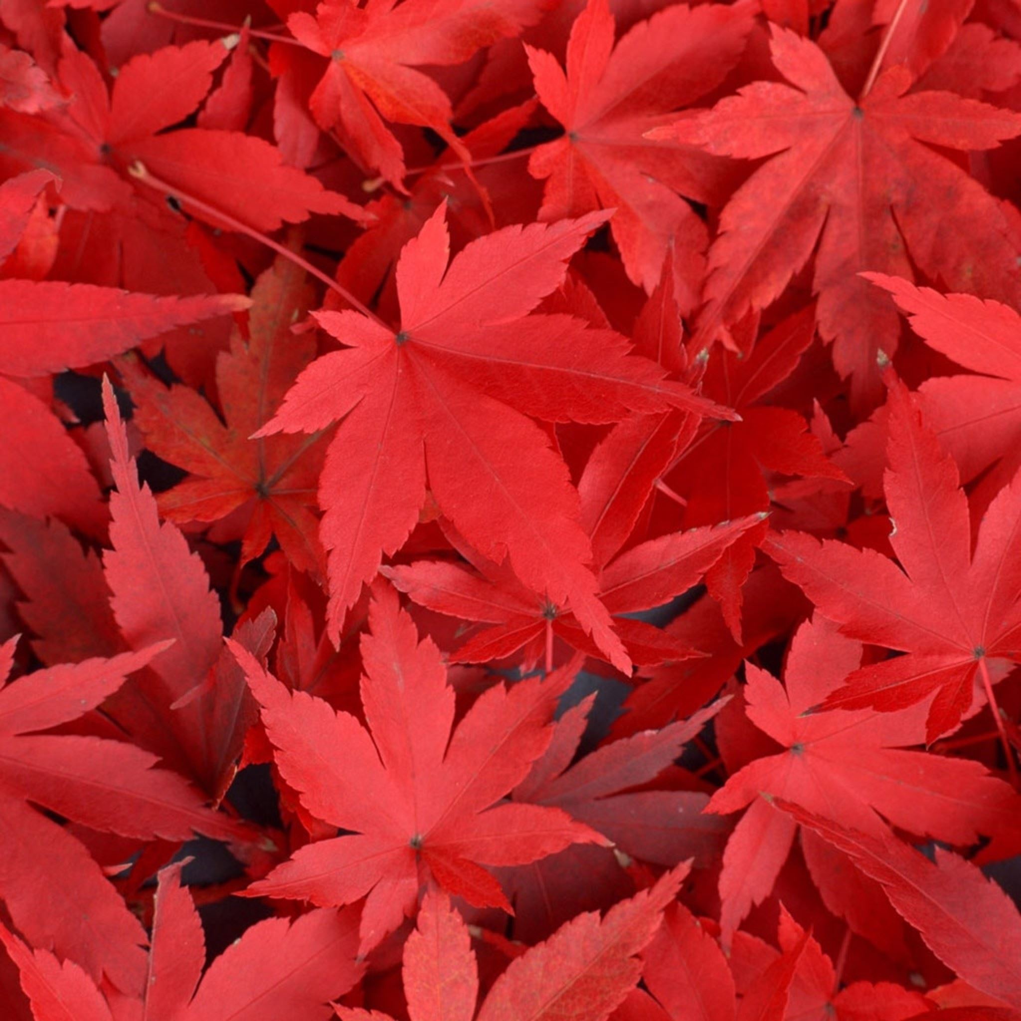 Pure Autumn Red Maple Leaves Overlap iPad Air Wallpapers Free Download