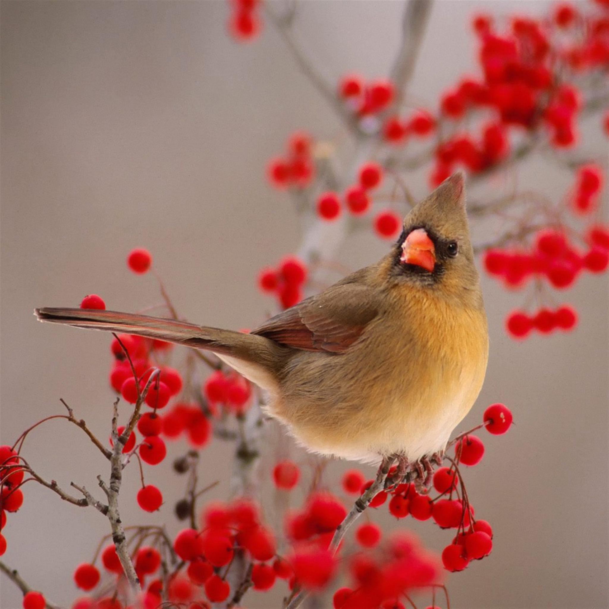Nature Winter Bird On Wild Red Fruit iPad Air wallpaper 