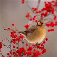 Nature Winter Bird On Wild Red Fruit wallpaper