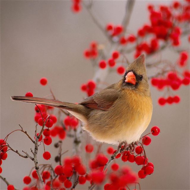 2048x2048 Nature Winter Bird On Wild Red Fruit - animal iPad Air Wallpaper