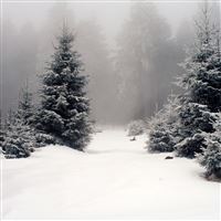 Heavy Snow Pine Forest wallpaper