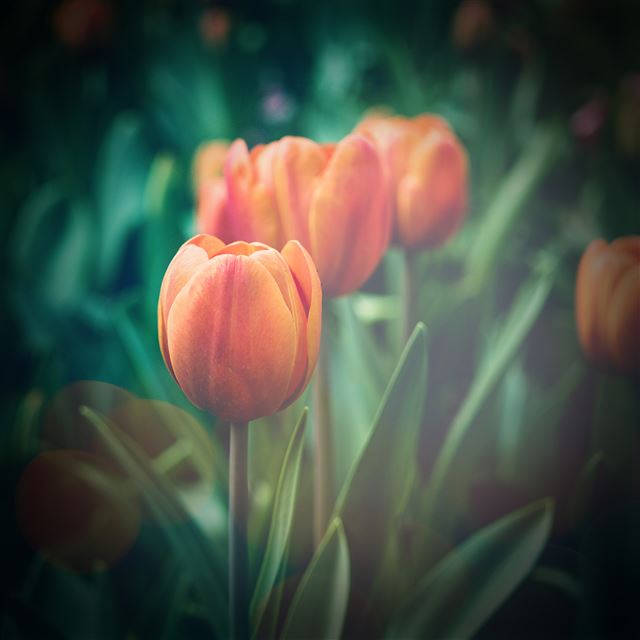 2048x2048 Flower Tulip Green Vignette Love Nature - love iPad Air Wallpaper
