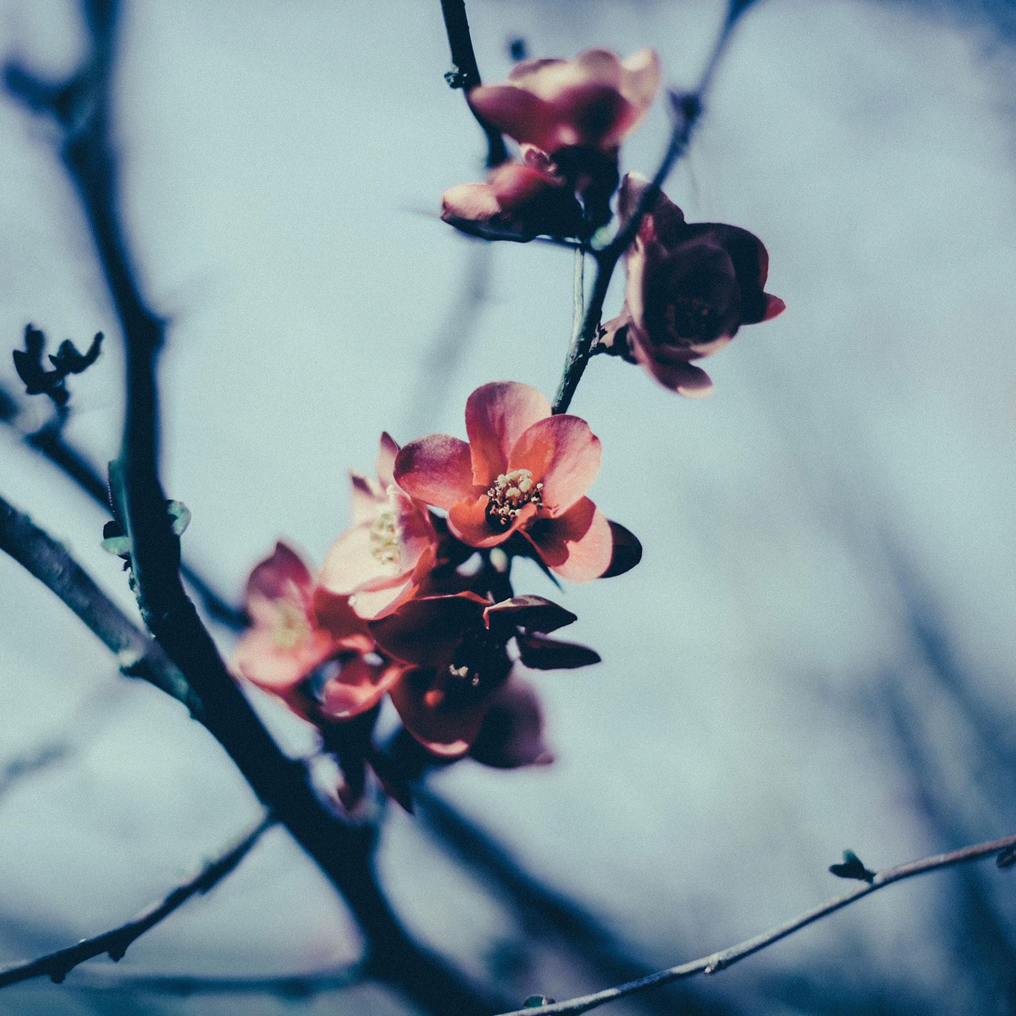 Flower Nostalgia Tree Spring Blossom Nature iPad Air wallpaper 