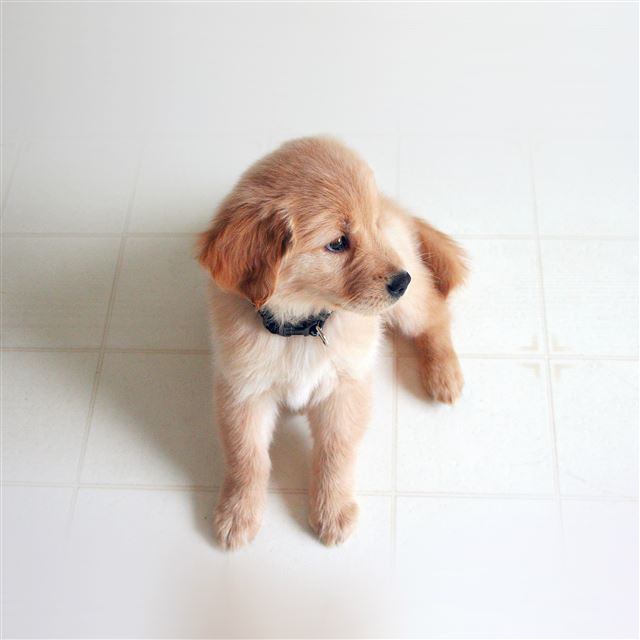 2048x2048 Puppy Love Cute Animal Nature Sitting Dog - pet iPad Air Wallpaper