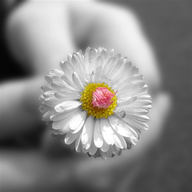 2048x2048 Hold Pure White Daisy Macro  - beautiful iPad Air Wallpaper