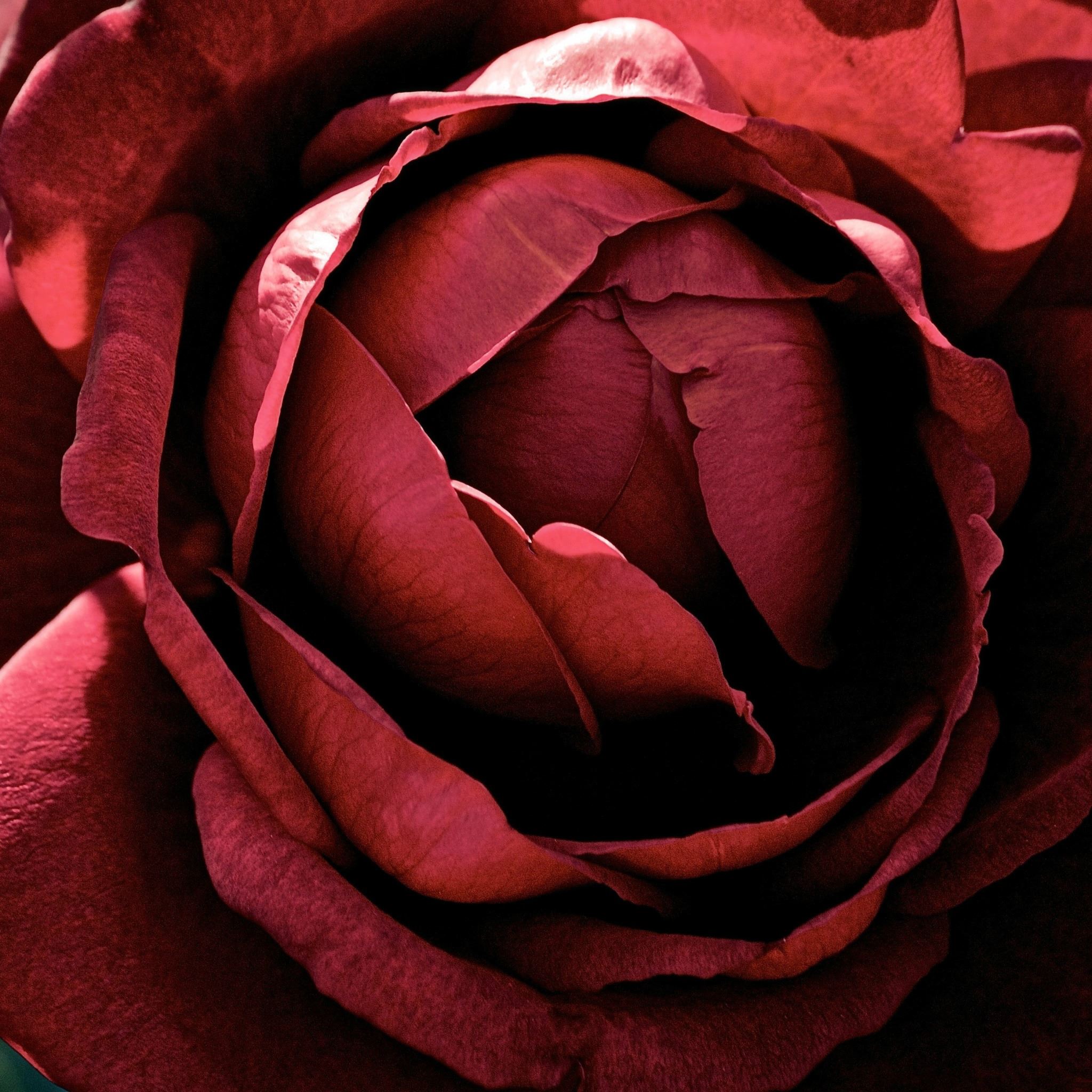 Beautiful Dark Red Rose Macro iPad Air wallpaper 