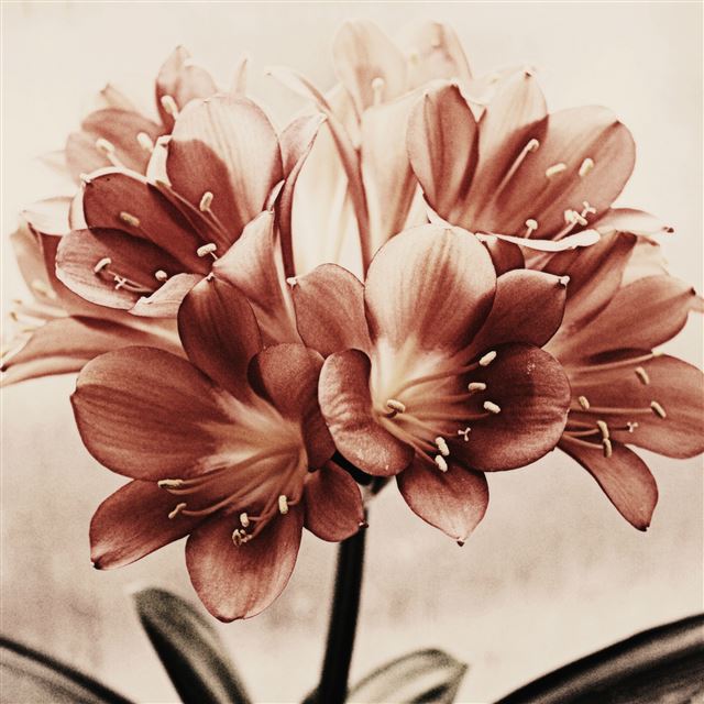 2048x2048 Vintage Flowers Drawn Art Macro -  iPad Wallpaper