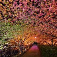 Tunnel Of Love Among Pink Cherry Trees  wallpaper