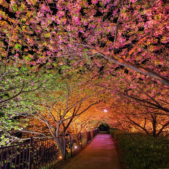 2048x2048 Tunnel Of Love Among Pink Cherry Trees  - cherry iPad Air Wallpaper