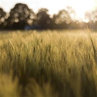 Wheat Field In The Sunshine wallpaper