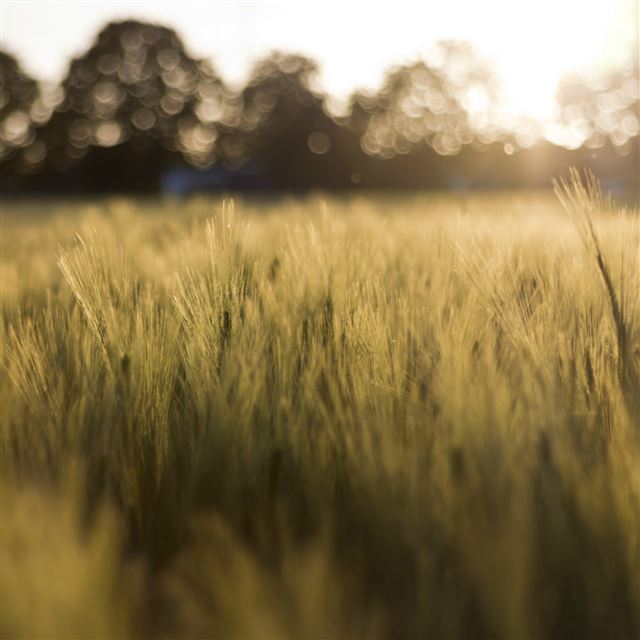 2048x2048 Wheat Field In The Sunshine - bokeh iPad Air Wallpaper