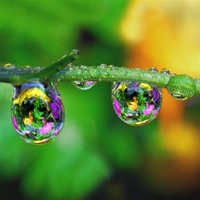 2048x2048 Nature Green Branch Water Drop Bokeh - fresh iPad Air Wallpaper