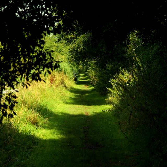 2048x2048 Lovestruck Towpath Tunnel - sunlight iPad Air Wallpaper