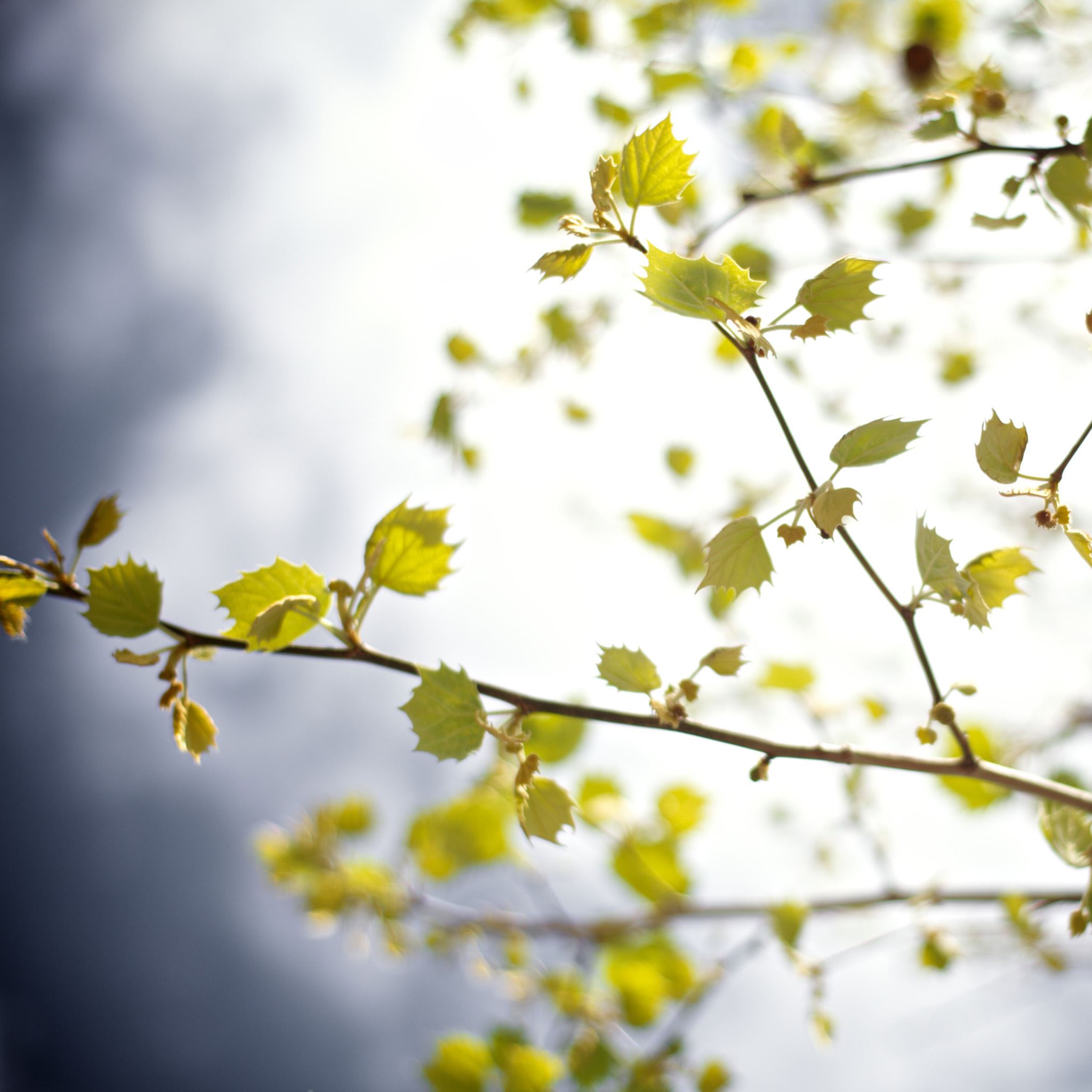 Sunny Bright Tree Leafy  Birch iPad Air wallpaper 