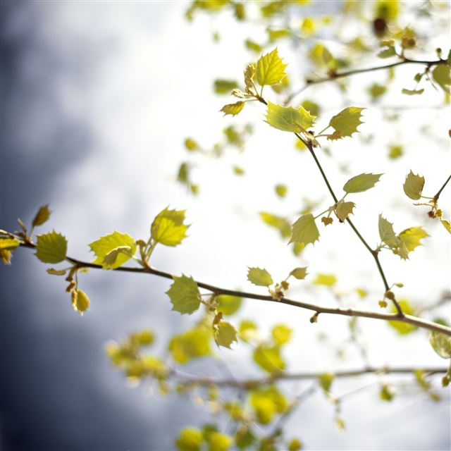 2048x2048 Sunny Bright Tree Leafy  Birch - vitality iPad Air Wallpaper