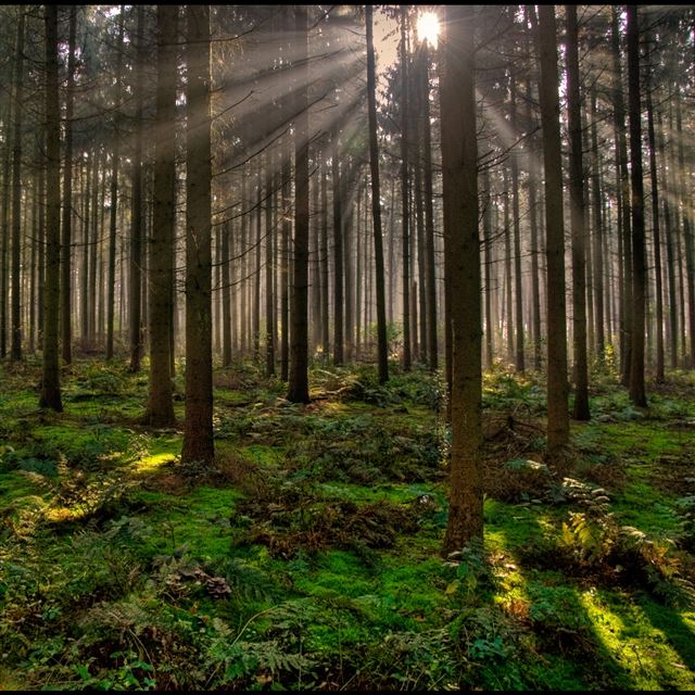 2048x2048 Nature Forest Woods Grove Sunshine - sunlight iPad Air Wallpaper