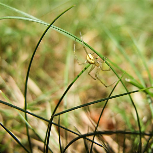 2048x2048 Leaf Crawling Elegance Spide - plant iPad Air Wallpaper