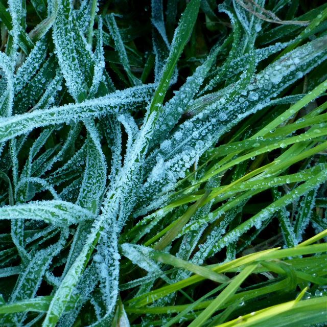 2048x2048 Frost Grass Leafy Field - field iPad Air Wallpaper