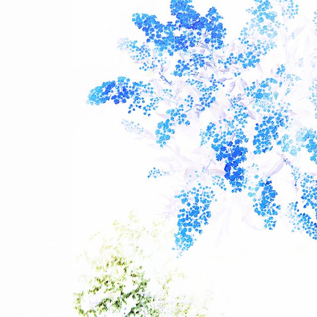 2048x2048 Apple Blue White Flower Ios9 - flower iPad Air Wallpaper