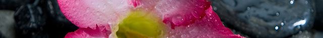 2048x2048 Desert Dew Rose Flower Macro Rock Pebble  -  iPad Wallpaper