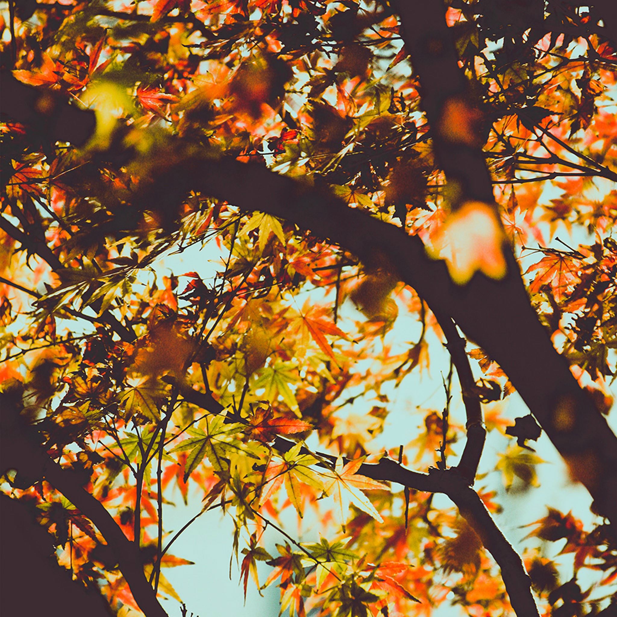 Autumn ipad air ipad air 2 ipad 3 ipad 4 ipad mini 2 ipad mini 3 ipad  mini 4 ipad pro 97 for parallax wallpapers hd desktop backgrounds  2780x2780 images and pictures
