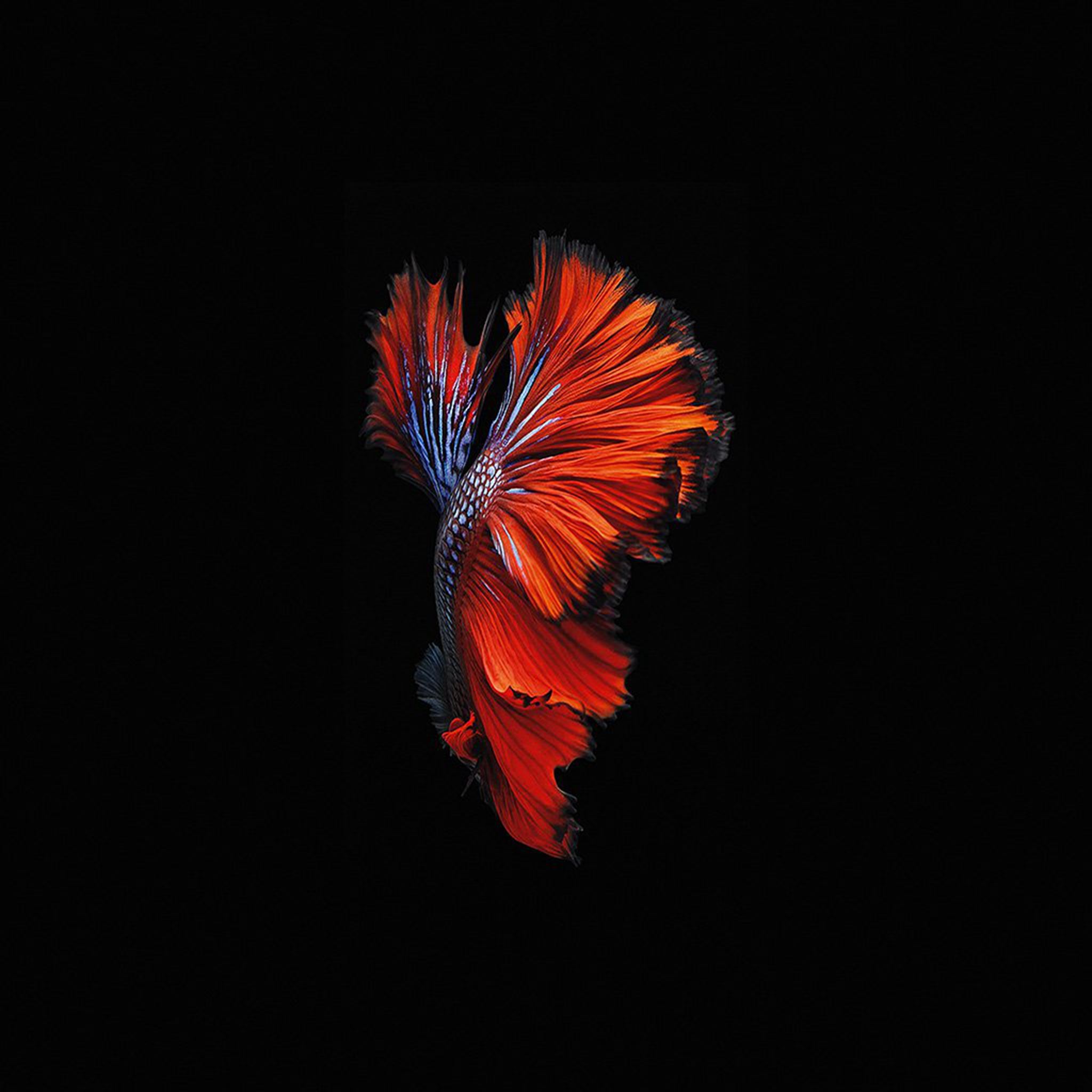 Apple Ios9 Fish Live Background Dark Red Ipad Air Wallpapers Free Download