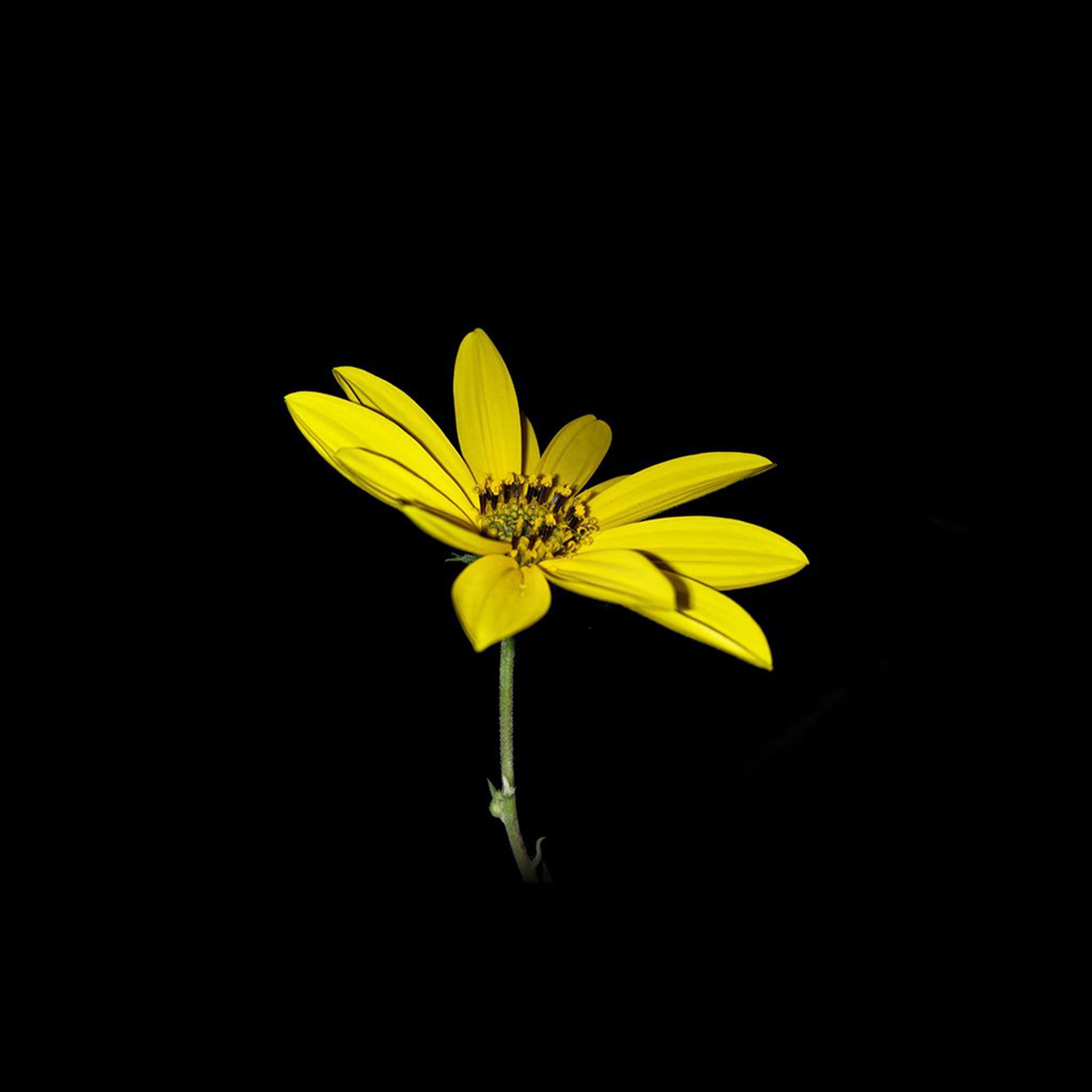 Flower Yellow Nature Art Dark Minimal Simple Ipad Air Wallpapers Free Download