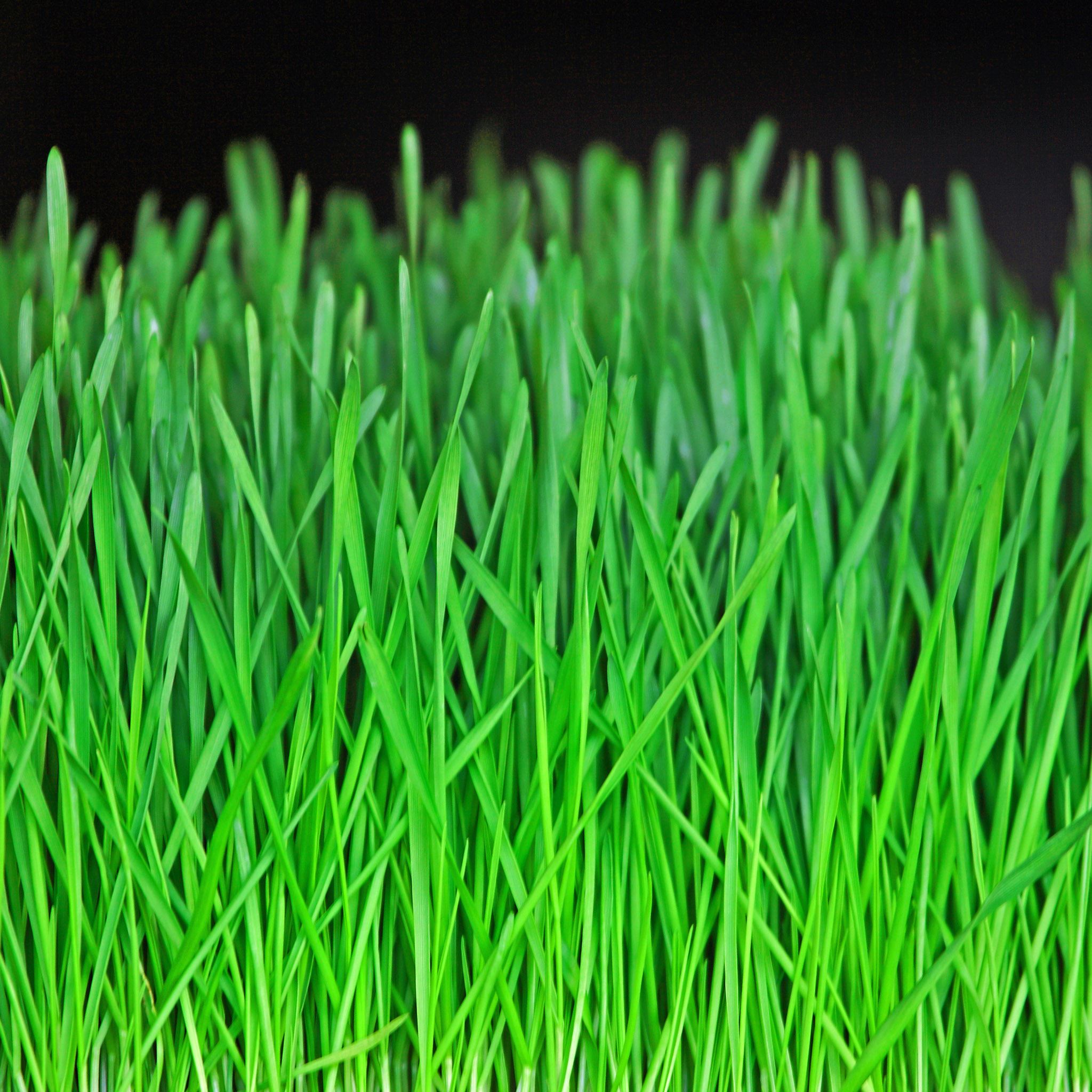 Green Grass Closeup iPad Air wallpaper 