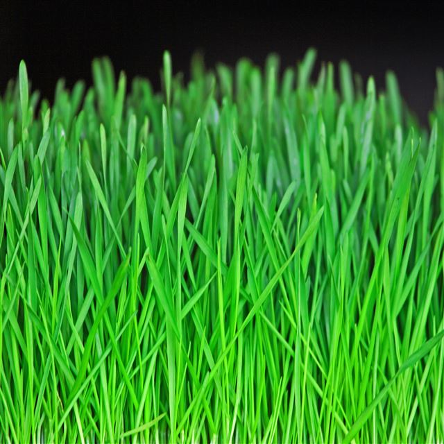 2048x2048 Green Grass Closeup - vitality iPad Air Wallpaper